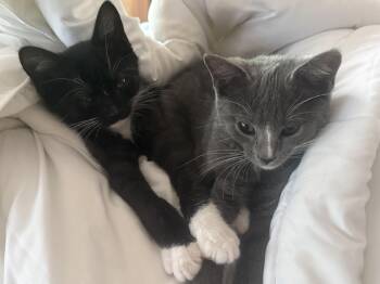 Rosie & Pepper -  Domestic Short Hair Cat for Adoption in Canton, Massachusetts - Rosie & Pepper | PetCurious
