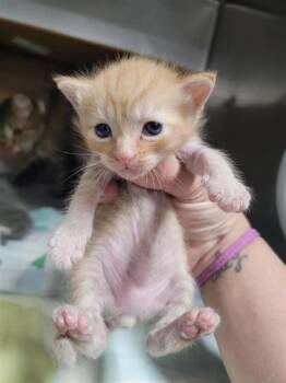 Onyx -  Domestic Short Hair Cat for Adoption in Largo, Florida - Onyx | PetCurious