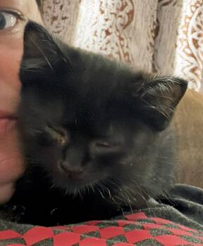 Betty (Community Assist) -  Domestic Short Hair Cat for Adoption in Marion, North Carolina - Betty (Community Assist) | PetCurious