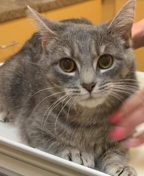 Domestic Short Hair Cats Available for Adoption - YVETTE | PetCurious