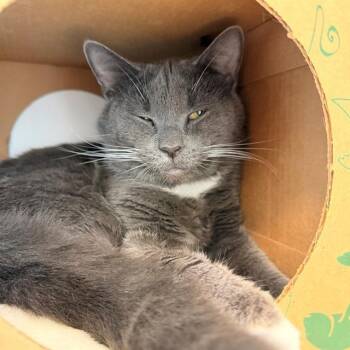 MAC -  Domestic Short Hair Cat Available for Adoption in Indianapolis, Indiana - MAC | PetCurious