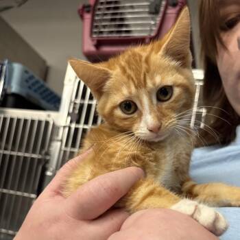 Miso -  Domestic Short Hair Cat Available for Adoption in Spokane, Washington - Miso | PetCurious