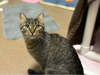 SHIRLEY TEMPLE -  Domestic Short Hair Cat for Adoption in Fort Wayne, Indiana - SHIRLEY TEMPLE | PetCurious
