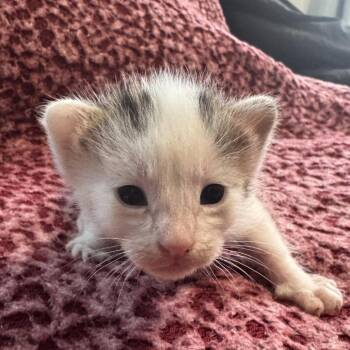 Domestic Short Hair Cats Available for Adoption in Redwood Valley, California - Sprout | PetCurious