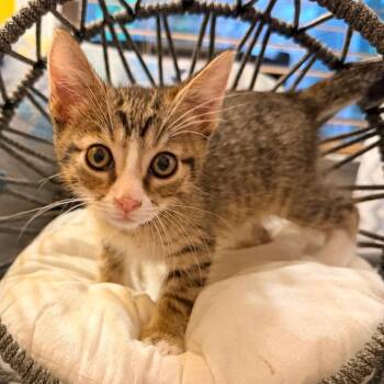 Mochi -  Domestic Medium Hair Cat for Adoption in Lewisville, Texas - Mochi | PetCurious