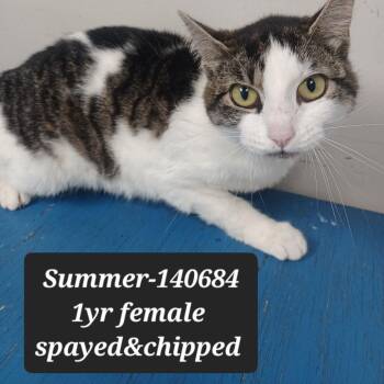 Domestic Short Hair Cats Available for Adoption in New Tazewell, Tennessee - Summer | PetCurious