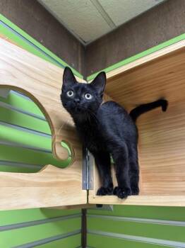 SHADOW -  Domestic Short Hair Cat for Adoption in St. Peters, Missouri - SHADOW | PetCurious