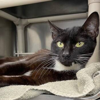 Marlene Dietrich -  Domestic Short Hair Cat for Adoption in Roanoke, Virginia - Marlene Dietrich | PetCurious
