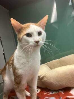 Remex -  Domestic Short Hair Cat Available for Adoption in Suffolk, Virginia - Remex | PetCurious