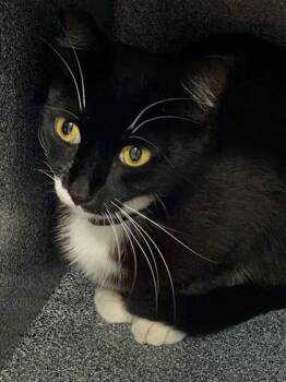 Domestic Short Hair Cats Available for Adoption in Daytona Beach, Florida - Mow Mow | PetCurious