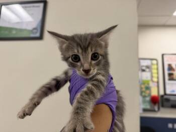 GIO -  Domestic Short Hair Cat for Adoption in Doral, Florida - GIO | PetCurious