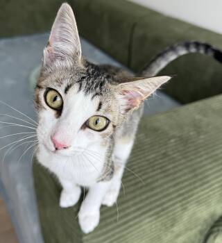 Cricket -  Domestic Short Hair Cat for Adoption in Pendleton, Oregon - Cricket | PetCurious