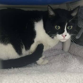 Rescue Domestic Short Hair Cats for Adoption in Hampton Bays, New York - NORMAN | PetCurious