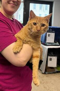 Boo Boo -  Domestic Short Hair Cat for Adoption in Cincinnati, Ohio - Boo Boo | PetCurious