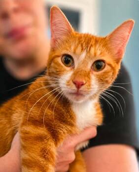 House Mouse -  Domestic Short Hair Cat for Adoption in El Dorado, Arkansas - House Mouse | PetCurious
