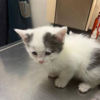 Joseph -  Domestic Short Hair Cat for Adoption in Pekin, Illinois - Joseph | PetCurious