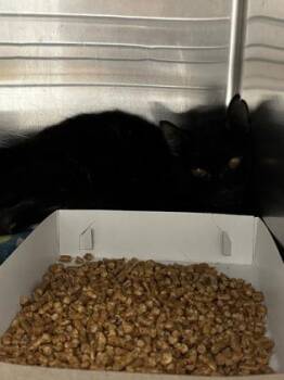 61104528 -  Domestic Medium Hair Cat for Adoption in El Paso, Texas - 61104528 | PetCurious