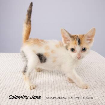 Calamity Jane -  Domestic Short Hair Cat for Adoption in Yucaipa, California - Calamity Jane | PetCurious