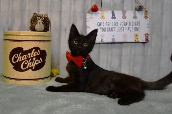 Scotty -  Domestic Medium Hair Cat for Adoption in Roanoke, Texas - Scotty | PetCurious