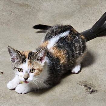 Calico and Domestic Short Hair Cats Available for Adoption in Lake Orion, Michigan - Ophelia | PetCurious