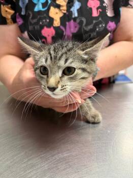 Nix -  Domestic Short Hair Cat for Adoption in Trenton, New Jersey - Nix | PetCurious
