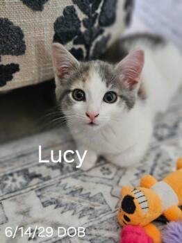 Lucy -  Dilute Calico Cat for Adoption in Avondale, Pennsylvania - Lucy | PetCurious