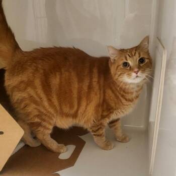 Cookie Crisp -  Domestic Short Hair Cat for Adoption - Cookie Crisp | PetCurious