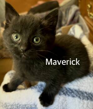 Maverick -  Domestic Short Hair Cat for Adoption in Owasso, Oklahoma - Maverick | PetCurious