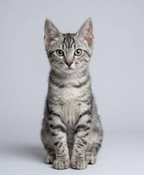 Jam -  Domestic Short Hair Cat for Adoption in San Jacinto, California - Jam | PetCurious