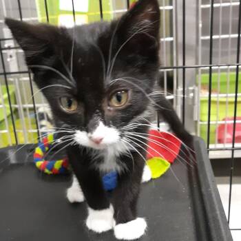 Shaggs -  Domestic Short Hair Cat for Adoption in Spokane, Washington - Shaggs | PetCurious