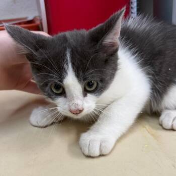 Domestic Short Hair Cats Available for Adoption in Ardmore, Oklahoma - Biscuit | PetCurious