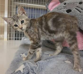 Reese Whiskerspoon (Available 9/11) -  Domestic Short Hair and Tabby Cat for Adoption in Williamsburg, Iowa - Reese Whiskerspoon (Available 9/11) | PetCurious