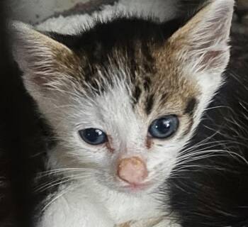 Sky 4.8.26 -  Domestic Short Hair Cat for Adoption in Apopka, Florida - Sky 4.8.26 | PetCurious