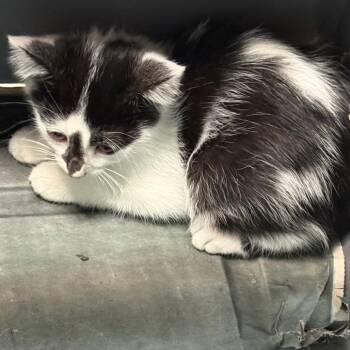Bailey -  Domestic Short Hair Cat for Adoption in Birmingham, Alabama - Bailey | PetCurious