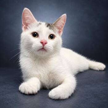 Turbo -  Domestic Short Hair Cat for Adoption in Newport, Tennessee - Turbo | PetCurious