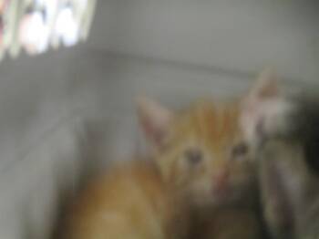 A383040 -  Domestic Short Hair Cat for Adoption in Ocala, Florida - A383040 | PetCurious