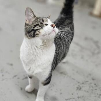 Domestic Short Hair Cats Available for Adoption - Wonder | PetCurious