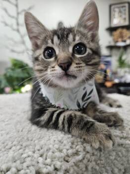 Rescue Domestic Short Hair Cats for Adoption in Milpitas, California - Poppy | PetCurious