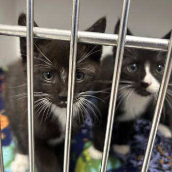 Albatross -  Domestic Short Hair Cat for Adoption in Dearborn, Michigan - Albatross | PetCurious