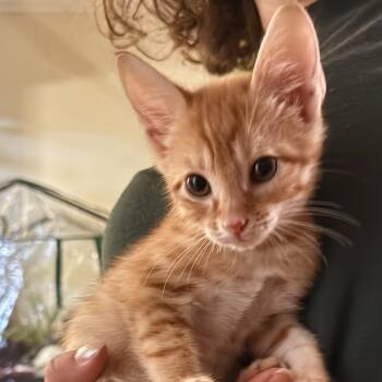 Domestic Short Hair and Tabby Cats Available for Adoption in Greensboro, Georgia - Dirigible - Athens, GA | PetCurious