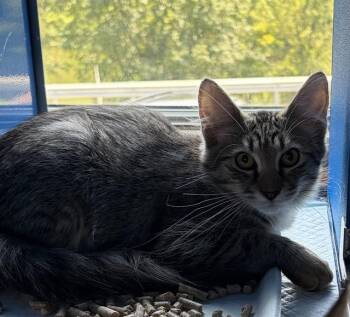 MICHELANGELO -  Domestic Medium Hair Cat for Adoption in Westminster, Maryland - MICHELANGELO | PetCurious