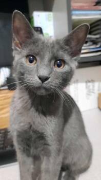 Domestic Short Hair Cats Available for Adoption - Mae | PetCurious