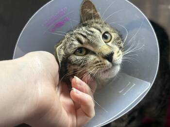 Domestic Short Hair Cats Available for Adoption - Gardenia | PetCurious