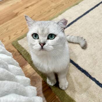 Teddy -  British Shorthair Cat for Adoption - Teddy | PetCurious