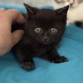 Domestic Short Hair Cats Available for Adoption in Fresno, California - Jessie | PetCurious