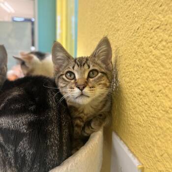 Beau -  Domestic Short Hair Cat for Adoption in Fresno, California - Beau | PetCurious