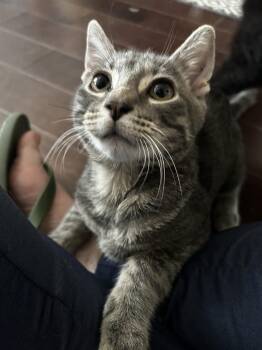 Rescue Domestic Short Hair Cats for Adoption in Warrington, Pennsylvania - Marty | PetCurious