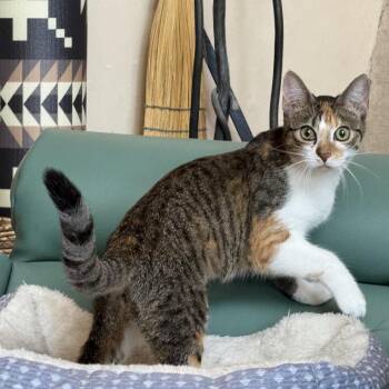 Laika -  Domestic Short Hair Cat for Adoption in Lakewood, Colorado - Laika | PetCurious
