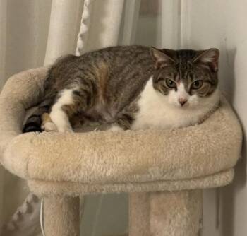 Domestic Short Hair Cats Available for Adoption - Piggie / BeBe | PetCurious