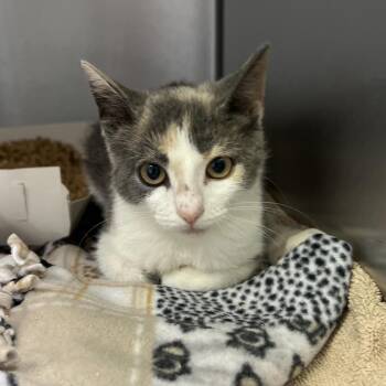 Anastasia -  Domestic Short Hair Cat for Adoption - Anastasia | PetCurious